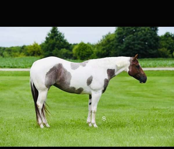 ranch-work-quarter-horse
