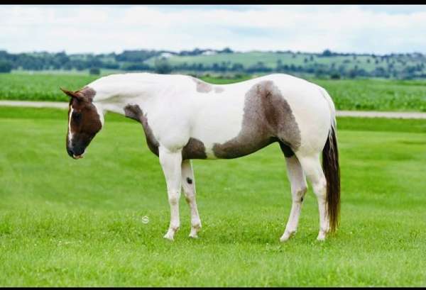 red-roan-tobiano4-stockings-horse