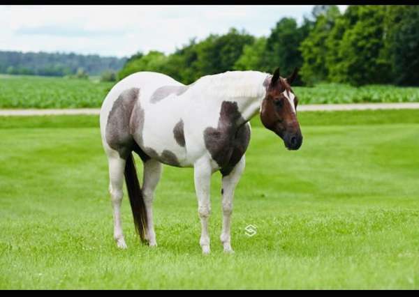 tobiano4-stockings-horse