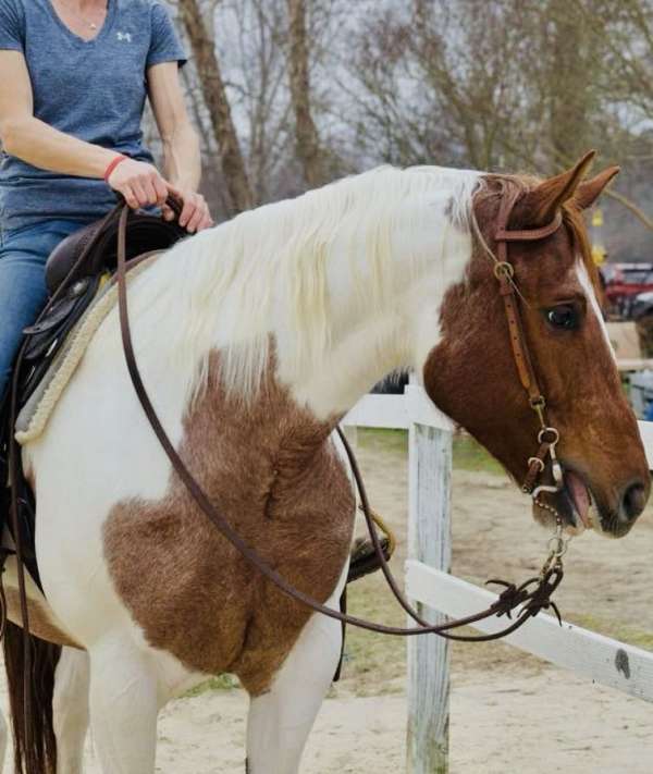athletic-quarter-horse