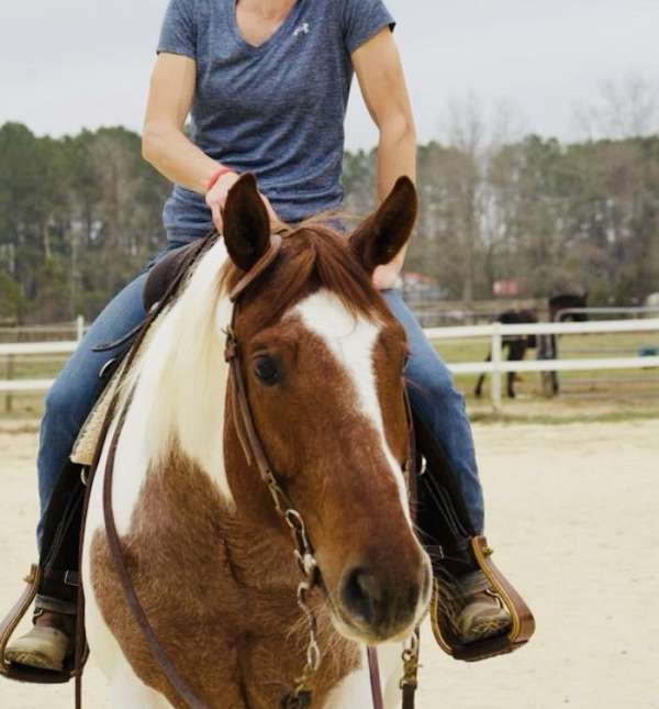 beginner-quarter-horse