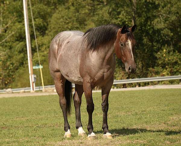 quarter-horse-gelding