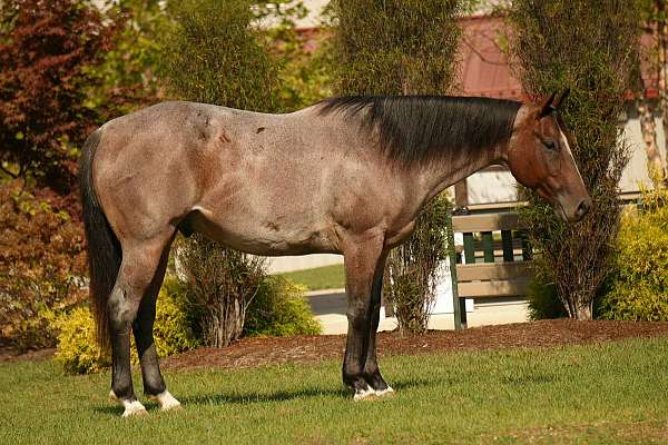 quarter-horse-for-sale