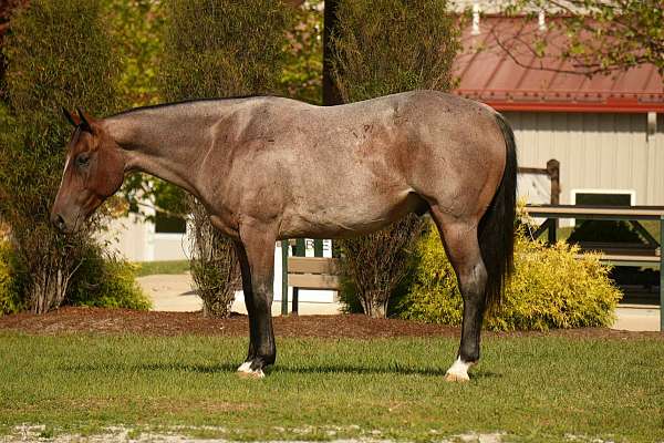 quarter-horse
