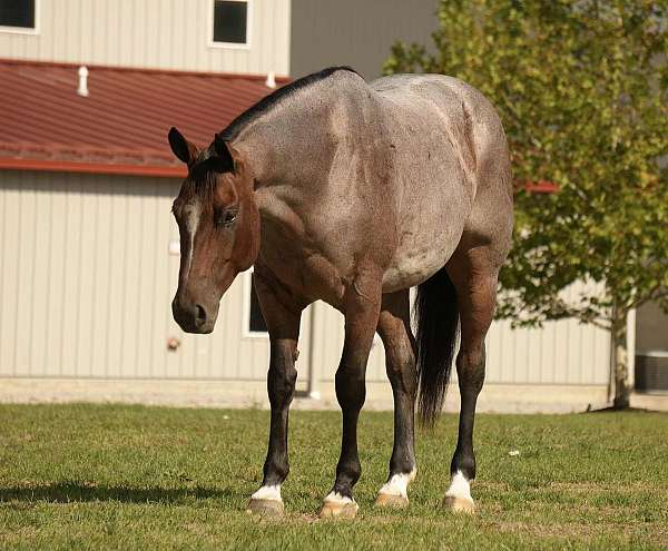 gelding
