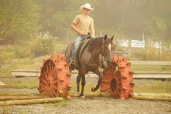 trail-quarter-horse