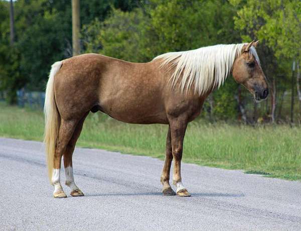 palomino-rear-socks-horse