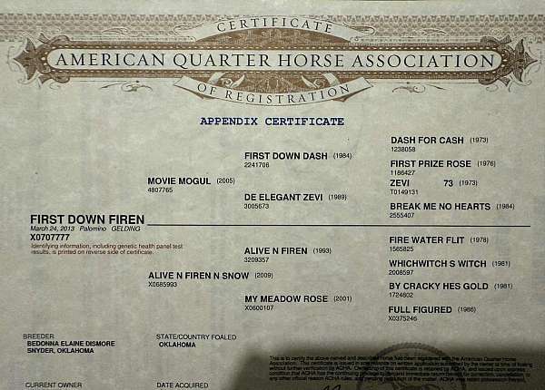 quarter-horse