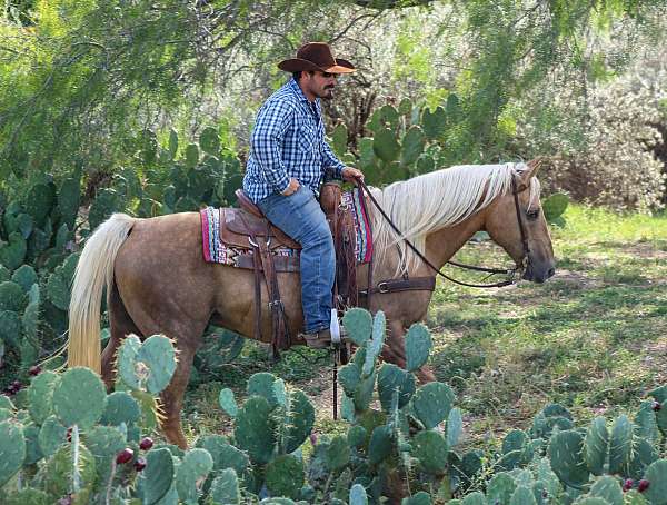 beginner-safe-quarter-horse
