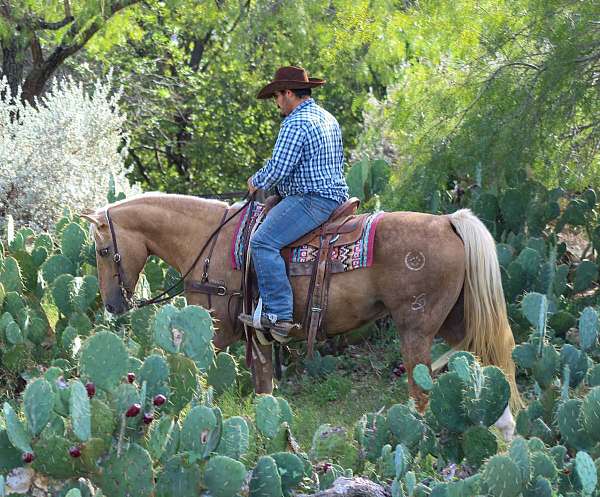 trail-quarter-horse