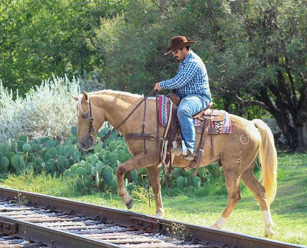 all-around-quarter-horse