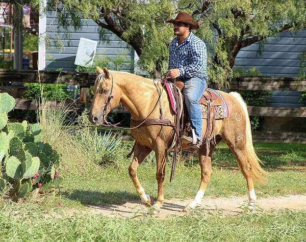 athletic-quarter-horse