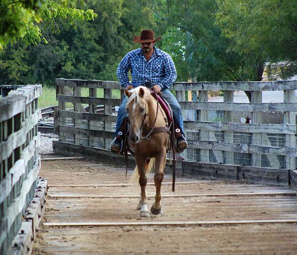 beginner-quarter-horse