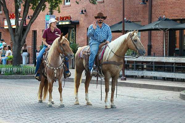 experienced-quarter-horse