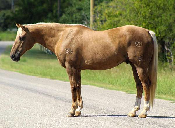 flashy-quarter-horse
