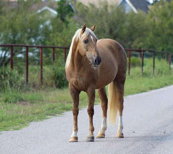 husband-safe-quarter-horse