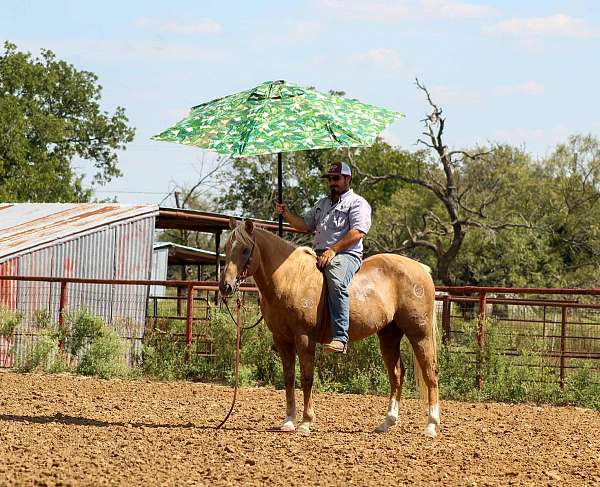 kid-safe-quarter-horse