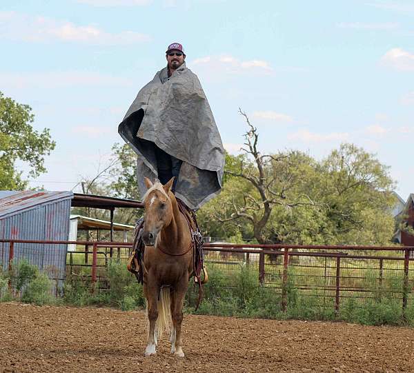 ranch-quarter-horse