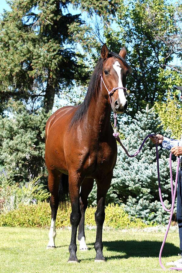all-around-lusitano-horse