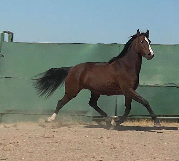 athletic-lusitano-horse