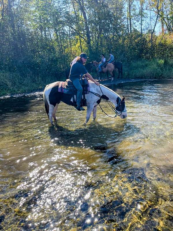 all-around-paint-horse