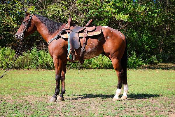 all-around-appaloosa-horse
