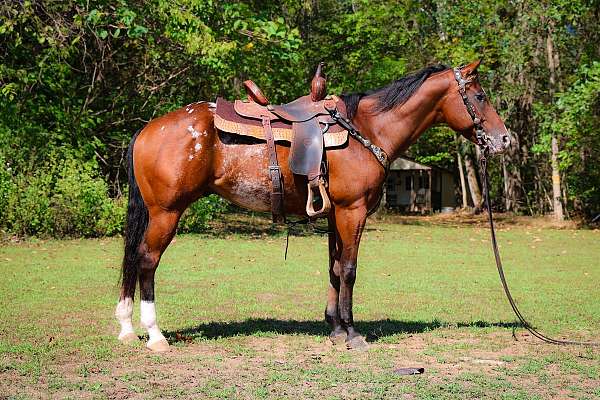 beginner-appaloosa-horse