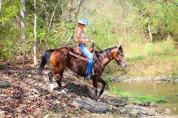 endurance-appaloosa-horse