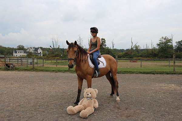 draft-horse
