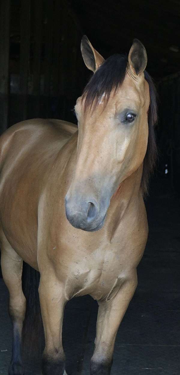 beginner-draft-horse