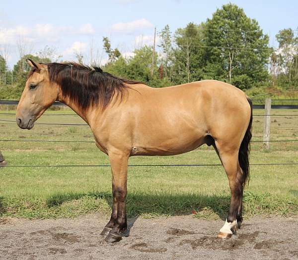 all-around-draft-horse