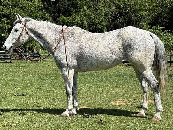 companion-ridden-western-gelding