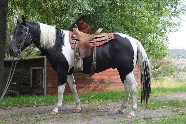trail-paint-horse