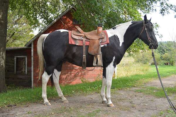 trail-riding-paint-horse