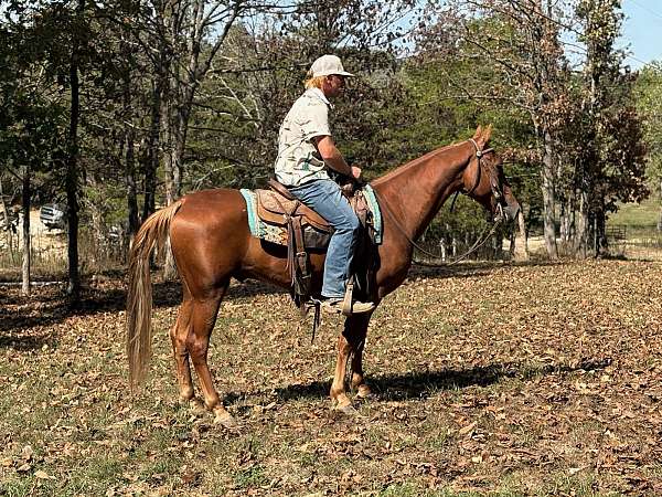 flashy-tennessee-walking-horse