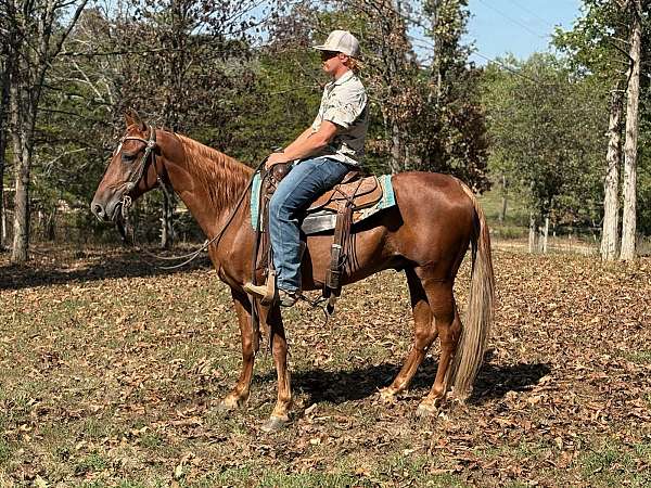 gaited-tennessee-walking-horse