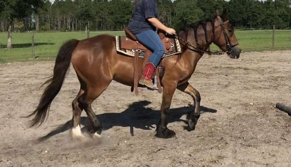 dynamic-gypsy-vanner-horse