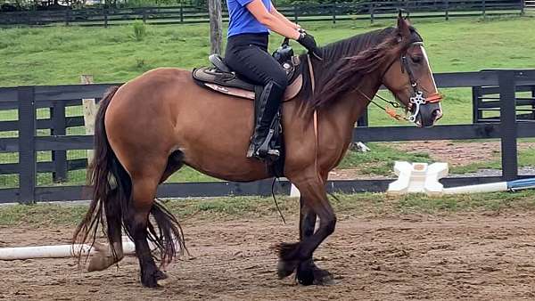bitless-gypsy-vanner-horse