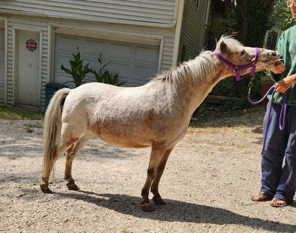 nice-looking-miniature-horse