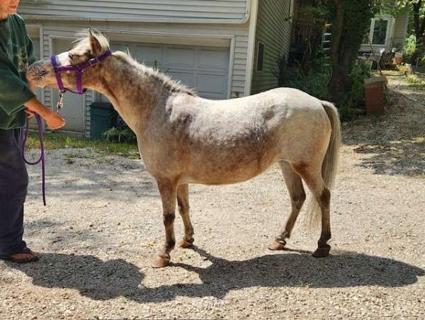 couple-broodmare