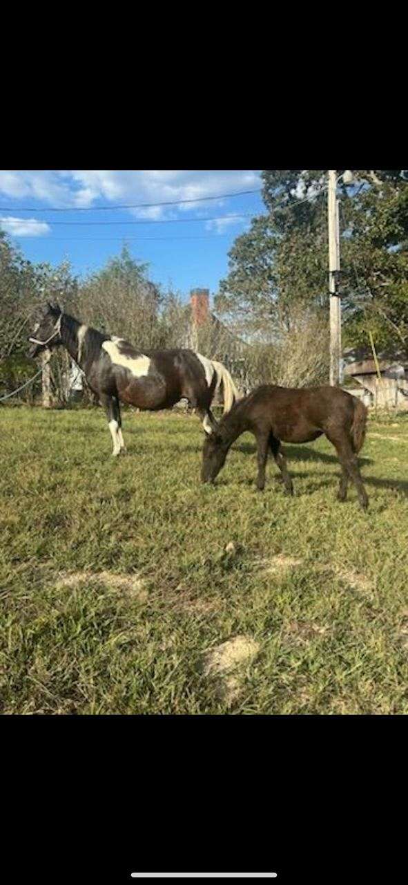 12-hand-chincoteague-pony-mare