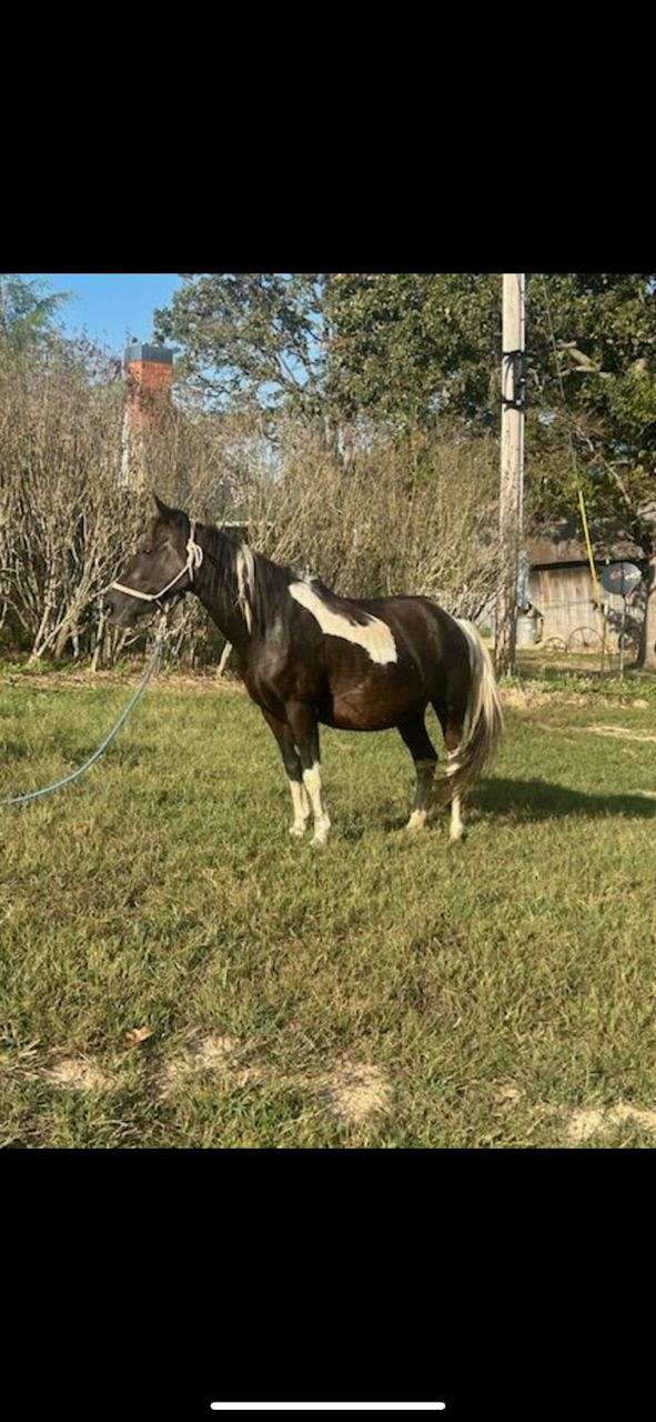 tobiano-chincoteague-pony-for-sale