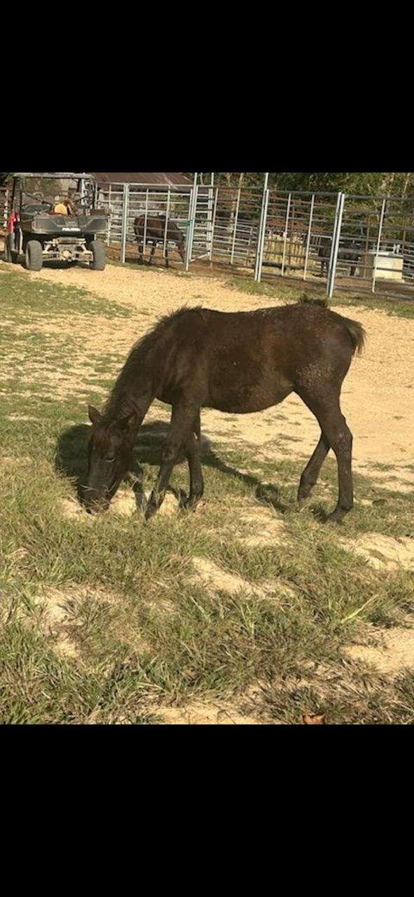 12-hand-chincoteague-pony