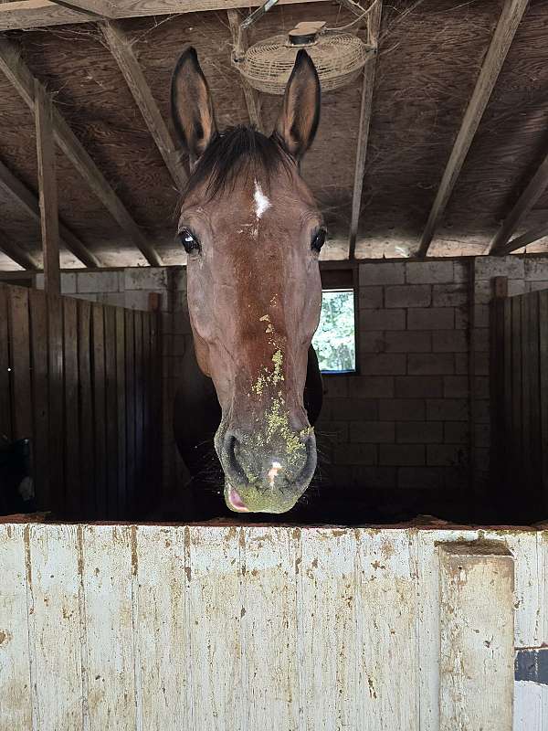 warmblood-gelding