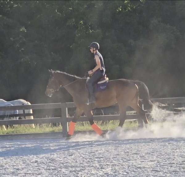 warmblood-horse-for-sale