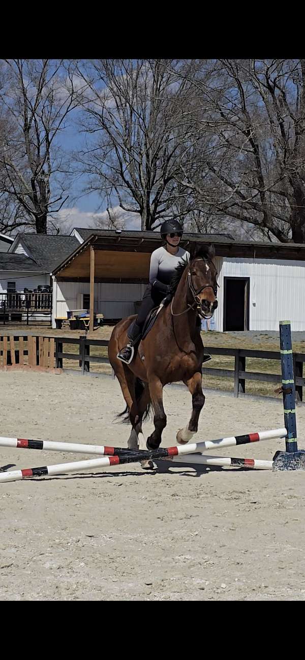 warmblood-horse