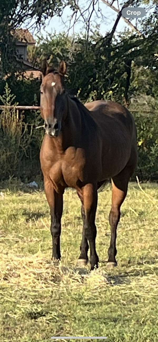 star-horse