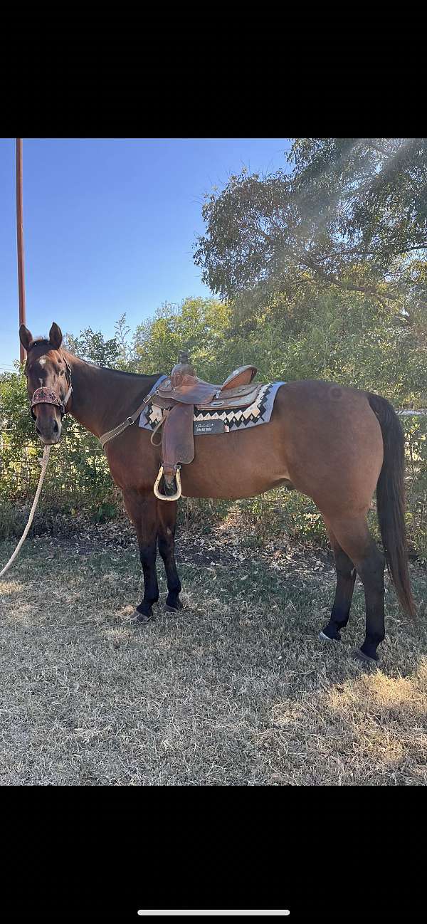 and-shoeing-gelding