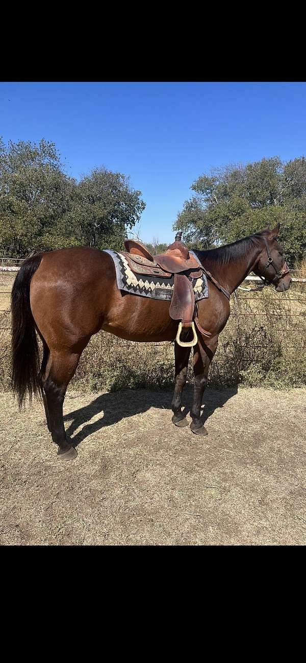 confidence-booster-gelding