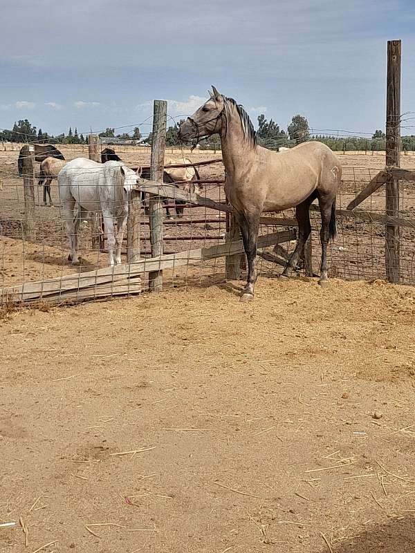 multicolored-horse